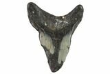Partial, Megalodon Tooth - North Carolina #91696-1